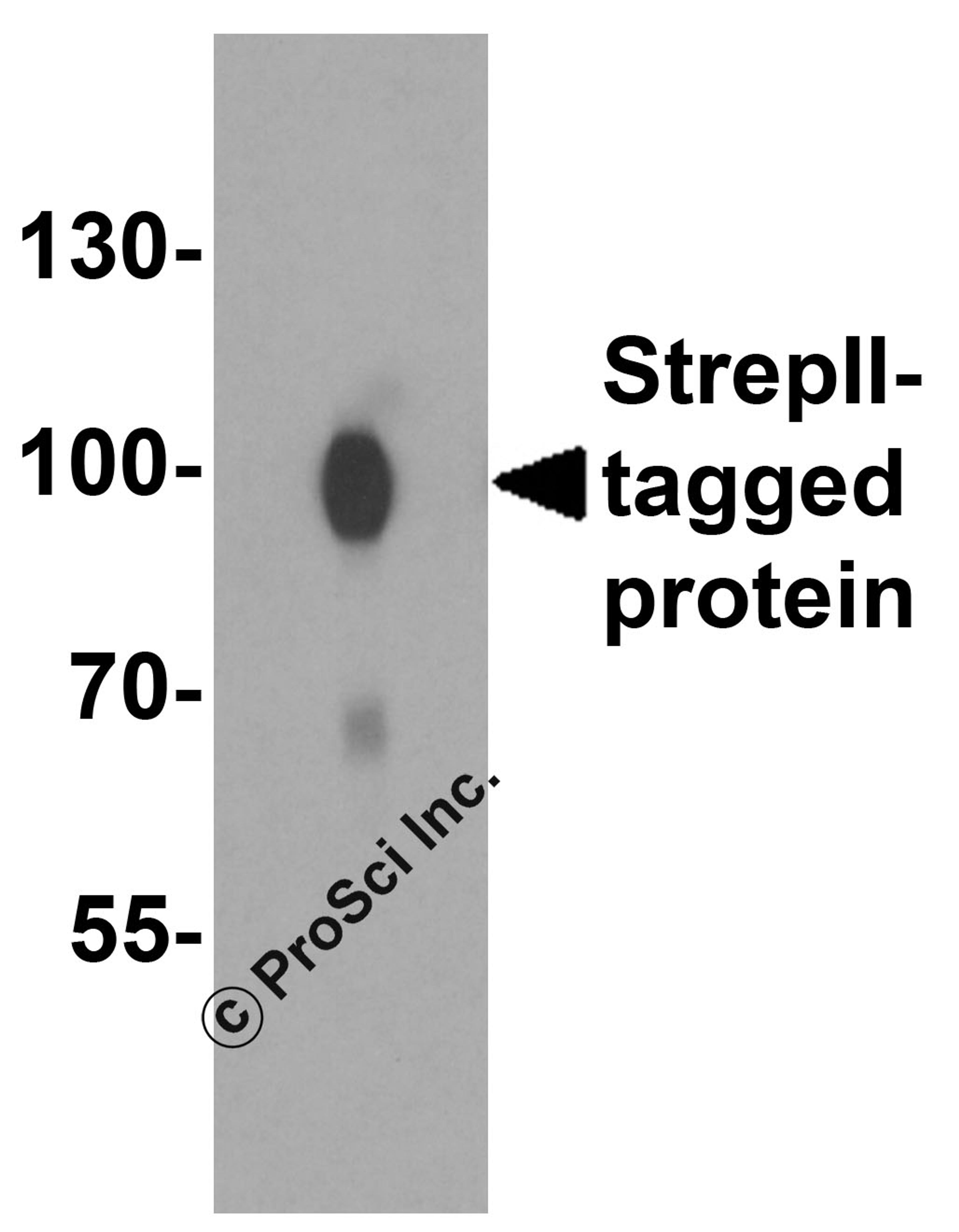 Western blot analysis of 50 ng of StrepII-tagged recombinant protein with StrepII antibody at 0.25 &#956;g/mL.