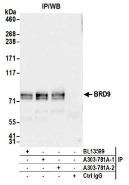 Detection of human BRD9 by western blot of immunoprecipitates.