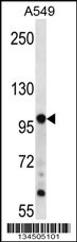 Western blot analysis in A549 cell line lysates (35ug/lane).