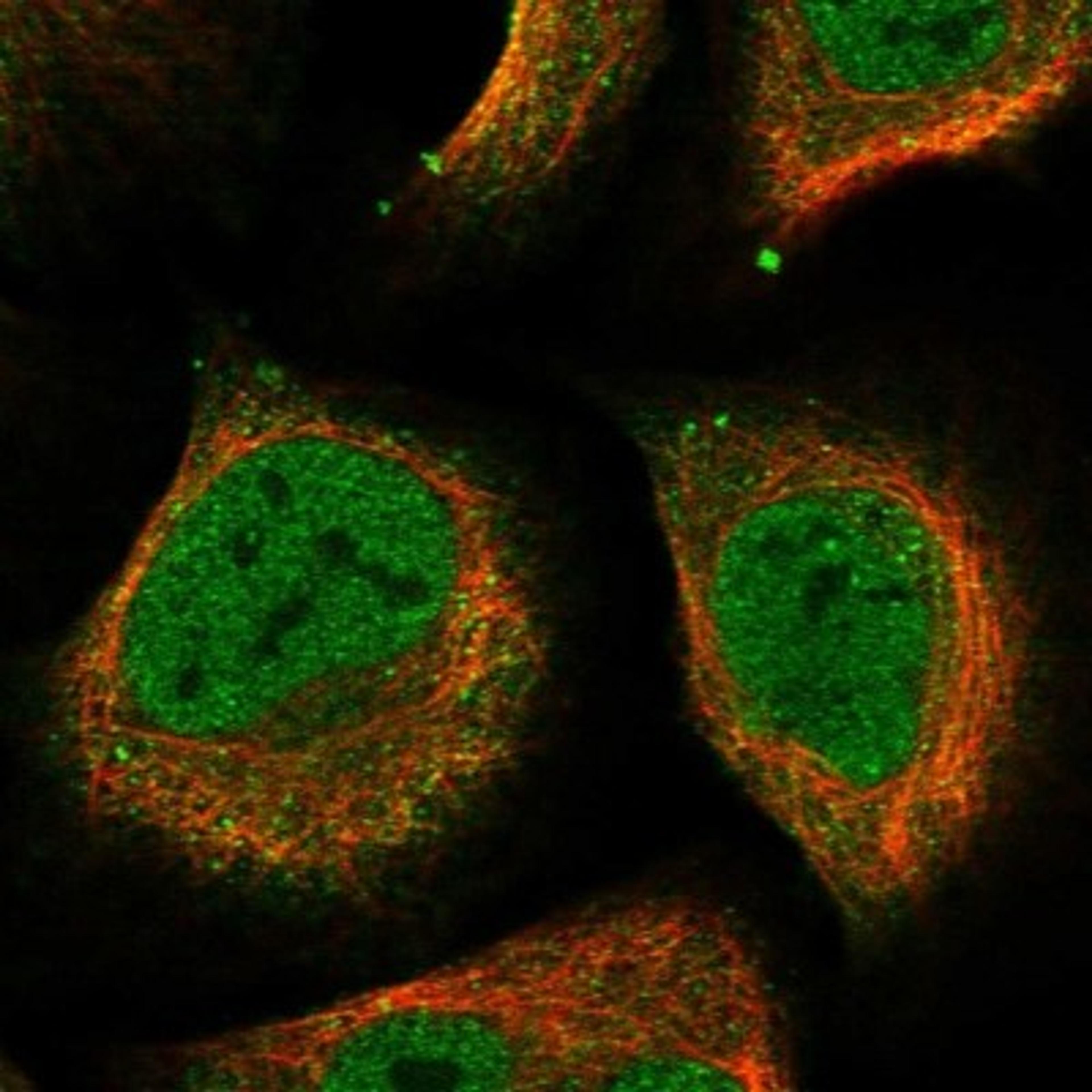 Immunocytochemistry/Immunofluorescence: DHPS Antibody [NBP1-82648] - Staining of human cell line U-2 OS shows positivity in nucleus but not nucleoli, plasma membrane & cytoplasm.