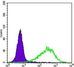 Flow Cytometry: Rab25 Antibody (3F12) [NBP1-51599] - Flow cytometric analysis of NIH/3T3 cells using Rab25 mouse mAb (green) and negative control (purple).