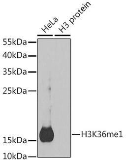 Western blot - MonoMethyl-Histone H3-K36 antibody (A2364)