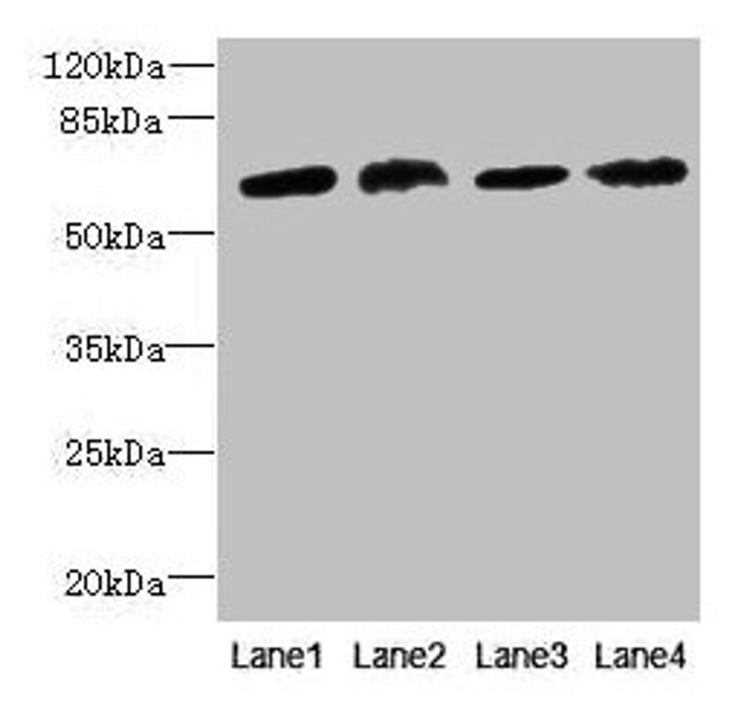 Western blot. All lanes: CEP63 antibody at 12µg/ml. Lane 1: K562 whole cell lysate. Lane 2: Hela whole cell lysate. Lane 3: NIH/3T3 whole cell lysate. Lane 4: Raji whole cell lysate. Secondary. Goat polyclonal to rabbit IgG at 1/10000 dilution. Predicted band size: 82, 64, 58, 56 kDa. Observed band size: 64 kDa