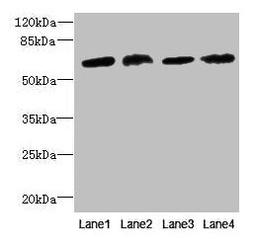 Western blot. All lanes: CEP63 antibody at 12µg/ml. Lane 1: K562 whole cell lysate. Lane 2: Hela whole cell lysate. Lane 3: NIH/3T3 whole cell lysate. Lane 4: Raji whole cell lysate. Secondary. Goat polyclonal to rabbit IgG at 1/10000 dilution. Predicted band size: 82, 64, 58, 56 kDa. Observed band size: 64 kDa