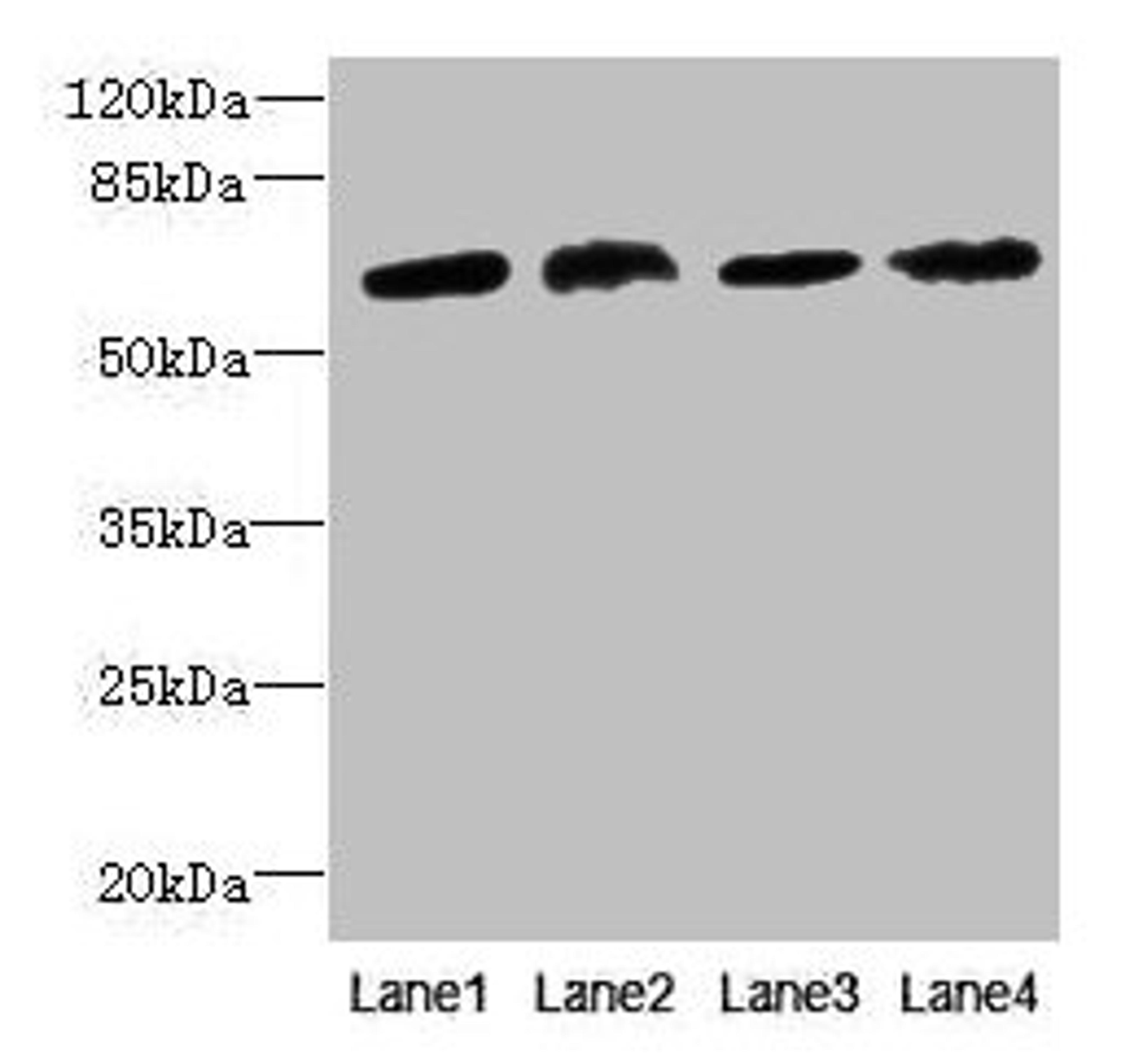 Western blot. All lanes: CEP63 antibody at 12µg/ml. Lane 1: K562 whole cell lysate. Lane 2: Hela whole cell lysate. Lane 3: NIH/3T3 whole cell lysate. Lane 4: Raji whole cell lysate. Secondary. Goat polyclonal to rabbit IgG at 1/10000 dilution. Predicted band size: 82, 64, 58, 56 kDa. Observed band size: 64 kDa