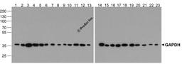 Western blot analysis of GAPDH in multiple cell and tissue lysates with GAPDH antibody at 1 μg/ml. Lanes 1-23, 293, A431, A549, Daudi, HeLa, HepG2, Jurkat, K562, MOLT, 3T3, Raji, Ramos, U937, human brain, mouse brain, rat brain, rabbit brain, human h