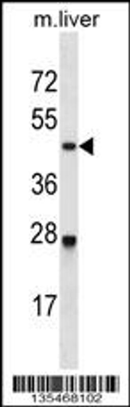 Western blot analysis in mouse liver tissue lysates (35ug/lane).