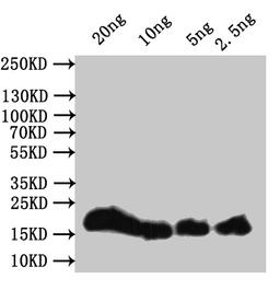 Western Blot. Positive WB detected in: recombinant protein. All lanes:hupB Antibody at 1:1000. Secondary. Goat polyclonal to rabbit IgG at 1/50000 dilution. Predicted band size: 21 kDa. Observed band size: 21 kDa. 