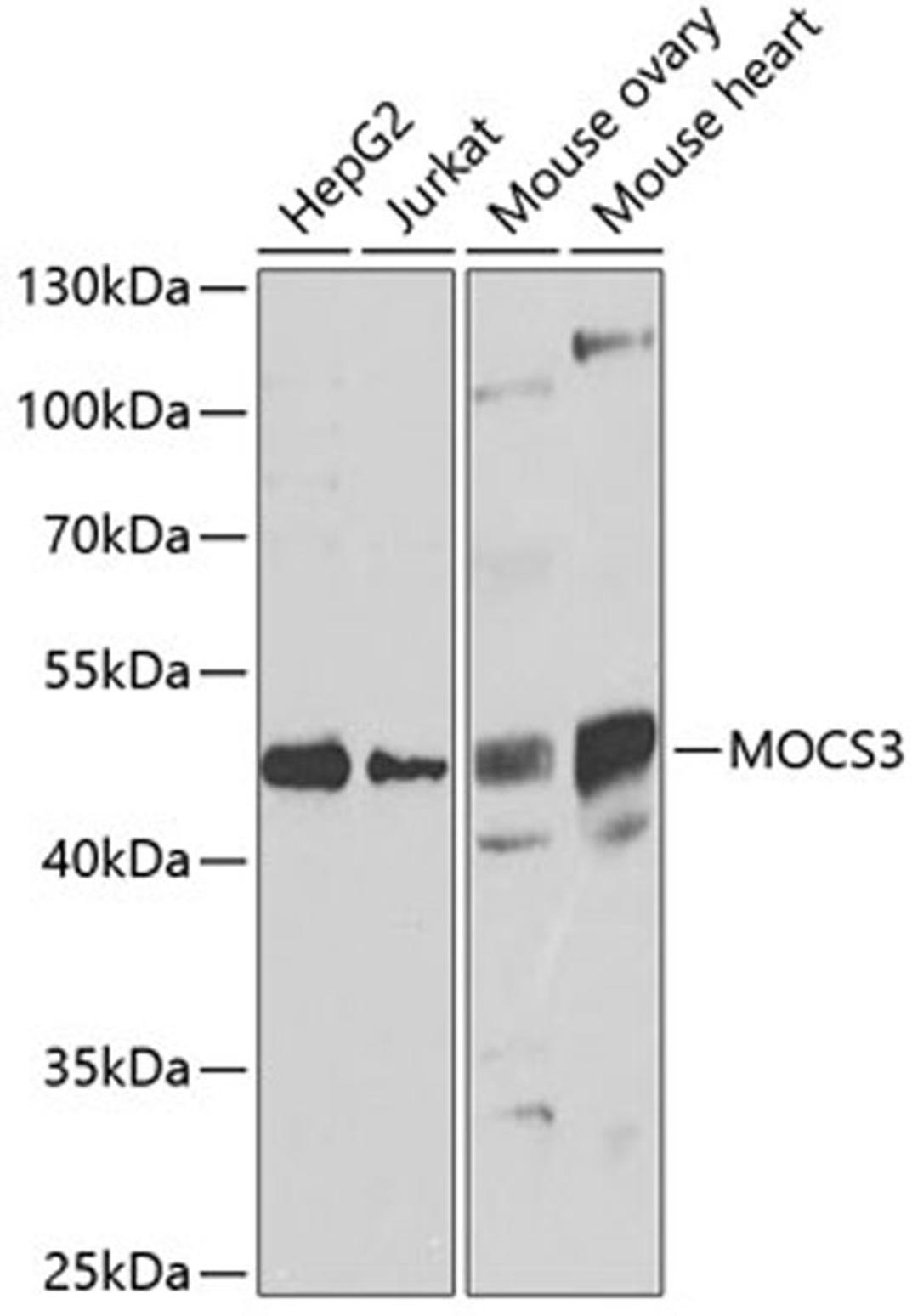 Western blot - MOCS3 antibody (A7367)