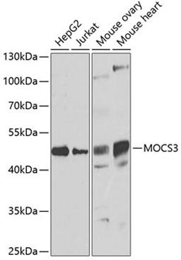 Western blot - MOCS3 antibody (A7367)