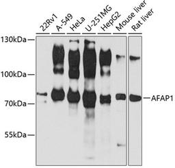 Western blot - AFAP1 antibody (A3478)