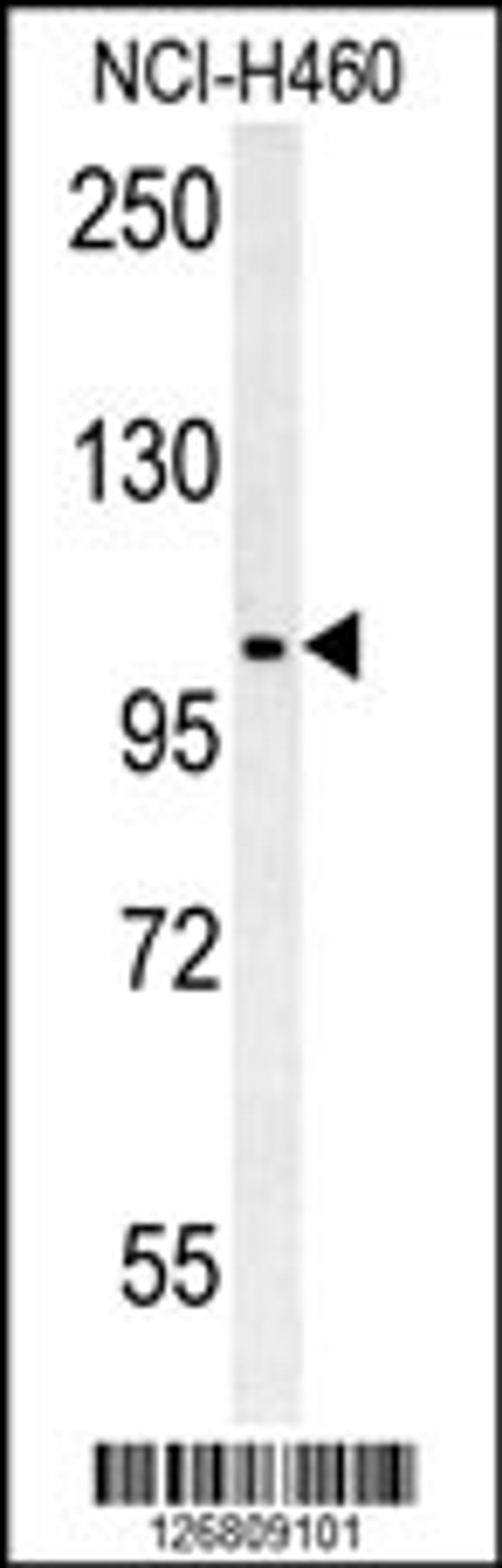 Western blot analysis in NCI-H460 cell line lysates (35ug/lane).