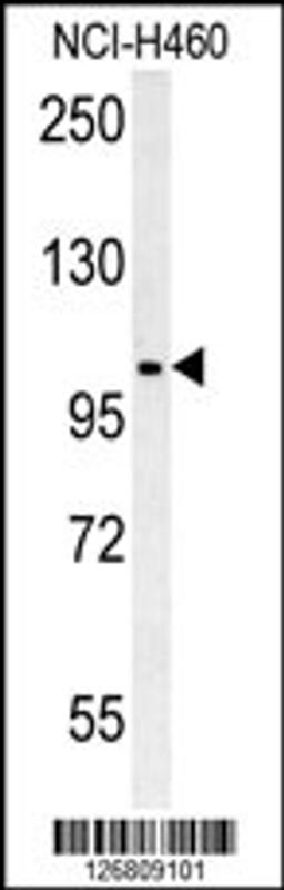 Western blot analysis in NCI-H460 cell line lysates (35ug/lane).