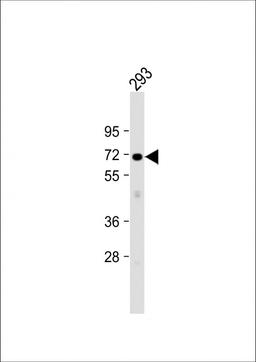 Western Blot at 1:1000 dilution + 293 whole cell lysate Lysates/proteins at 20 ug per lane.