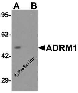 Western blot analysis of ADRM1 in EL cell lysate with ADRM1 antibody at 1 μg/ml in (A) the absence and (B) the presence of blocking peptide.