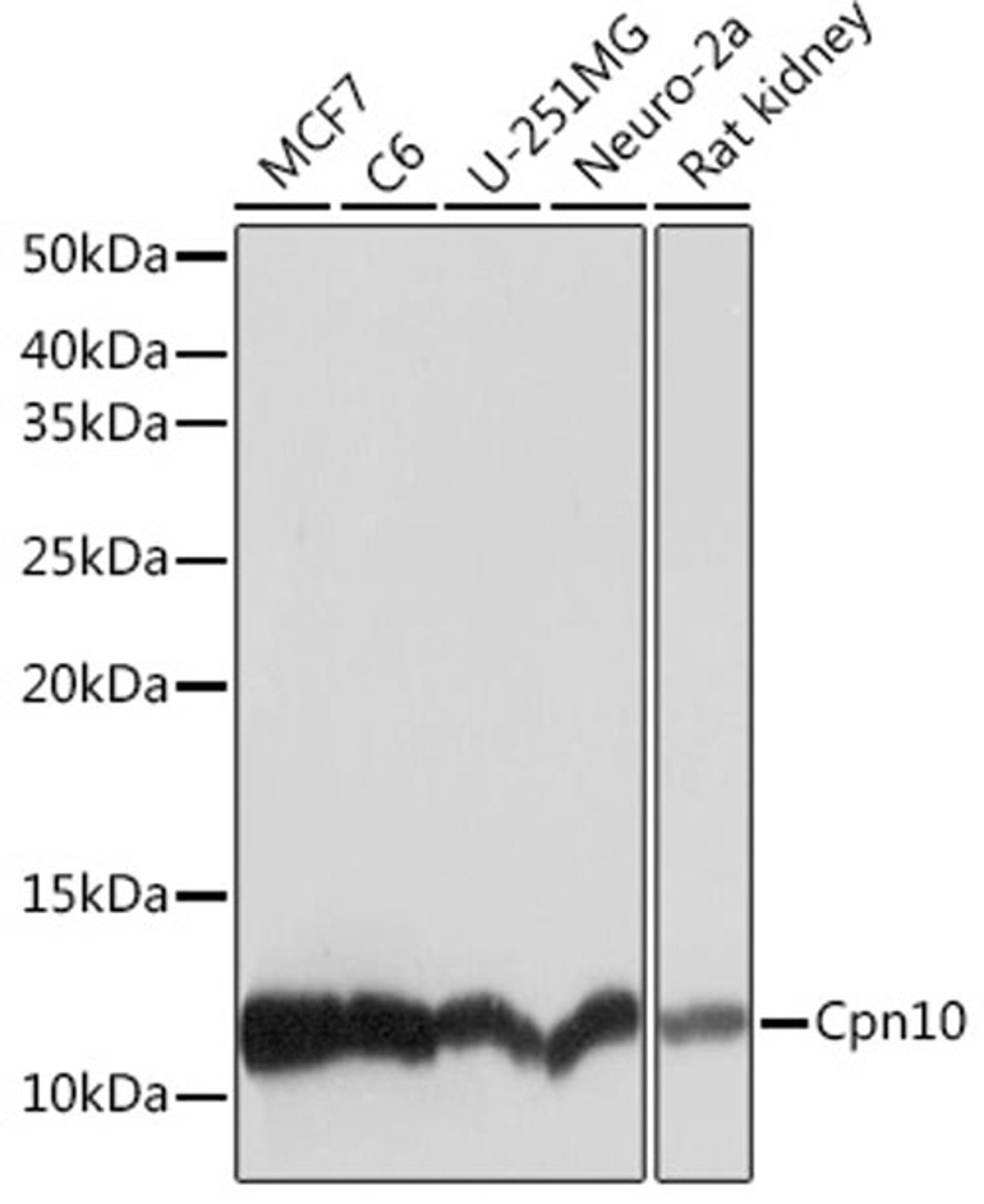 Western blot - Cpn10 Rabbit mAb (A5580)