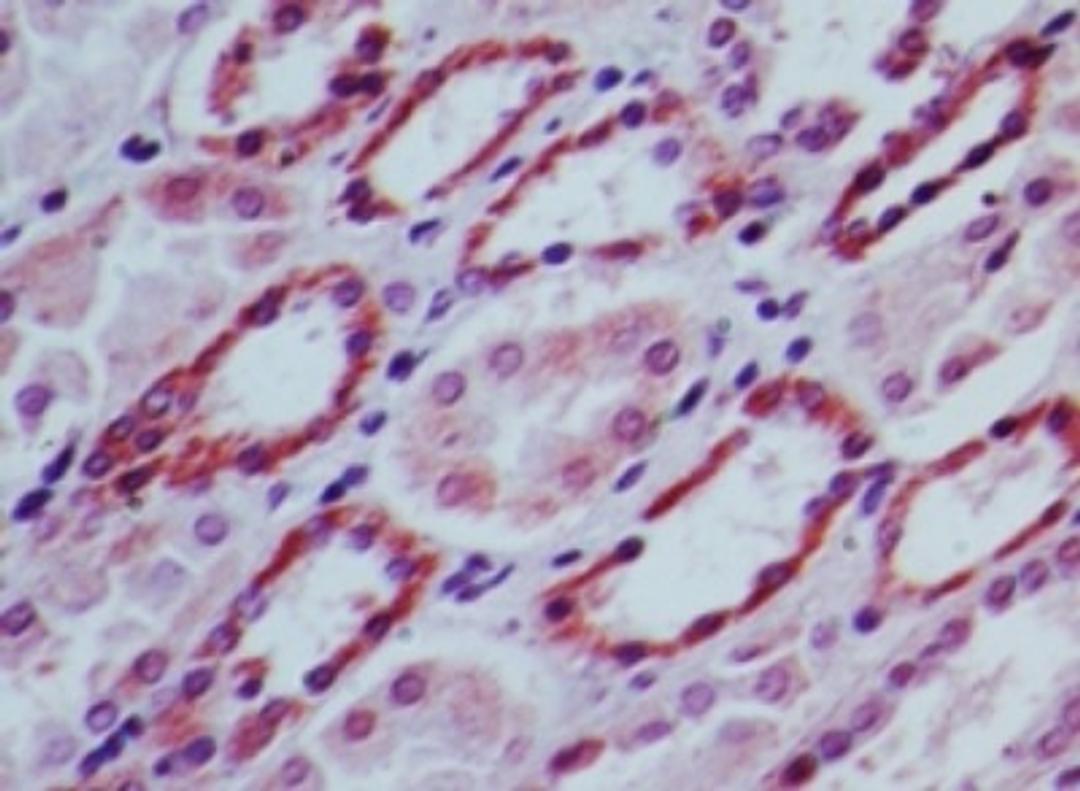 Immunohistochemistry-Paraffin: SOCS3 Antibody [NBP2-27210] - Human kidney probed with SOCS3 antibody at 5 ug/ml.