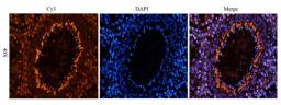 Immunofluorescence analysis of rat testis tissue using anti-APOBEC3B (dilution of primary antibody - 2.5 ug/ml)