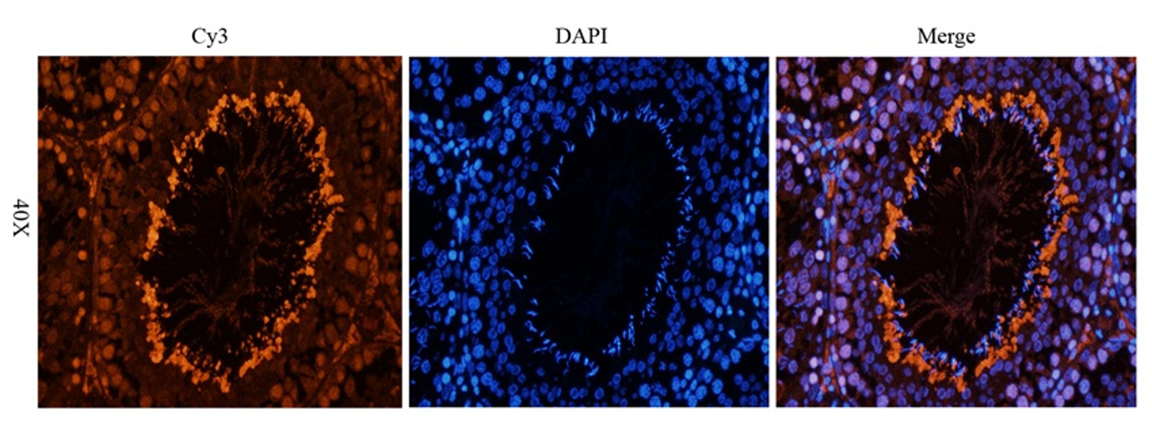 Immunofluorescence analysis of rat testis tissue using anti-APOBEC3B (dilution of primary antibody - 2.5 ug/ml)