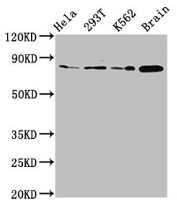 Western Blot. Positive WB detected in: Hela whole cell lysate, 293T whole cell lysate, K562 whole cell lysate, Rat brain tissue. All lanes: MKLN1 antibody at 2.7µg/ml. Secondary. Goat polyclonal to rabbit IgG at 1/50000 dilution. Predicted band size: 85, 61 kDa. Observed band size: 85 kDa