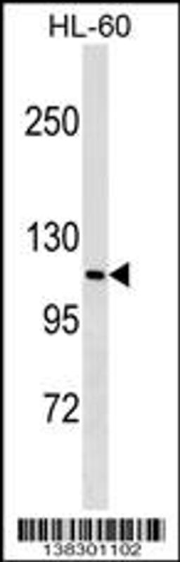 Western blot analysis in HL-60 cell line lysates (35ug/lane).