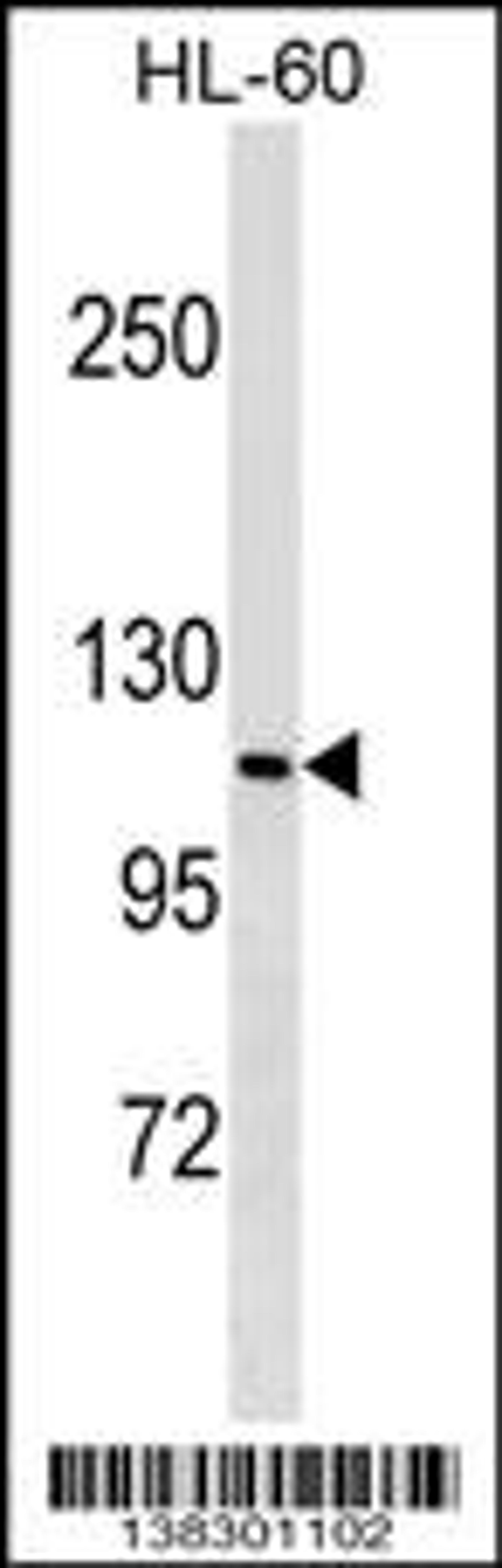 Western blot analysis in HL-60 cell line lysates (35ug/lane).