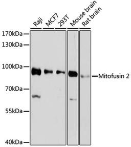 Western blot - Mitofusin 2 antibody (A12771)