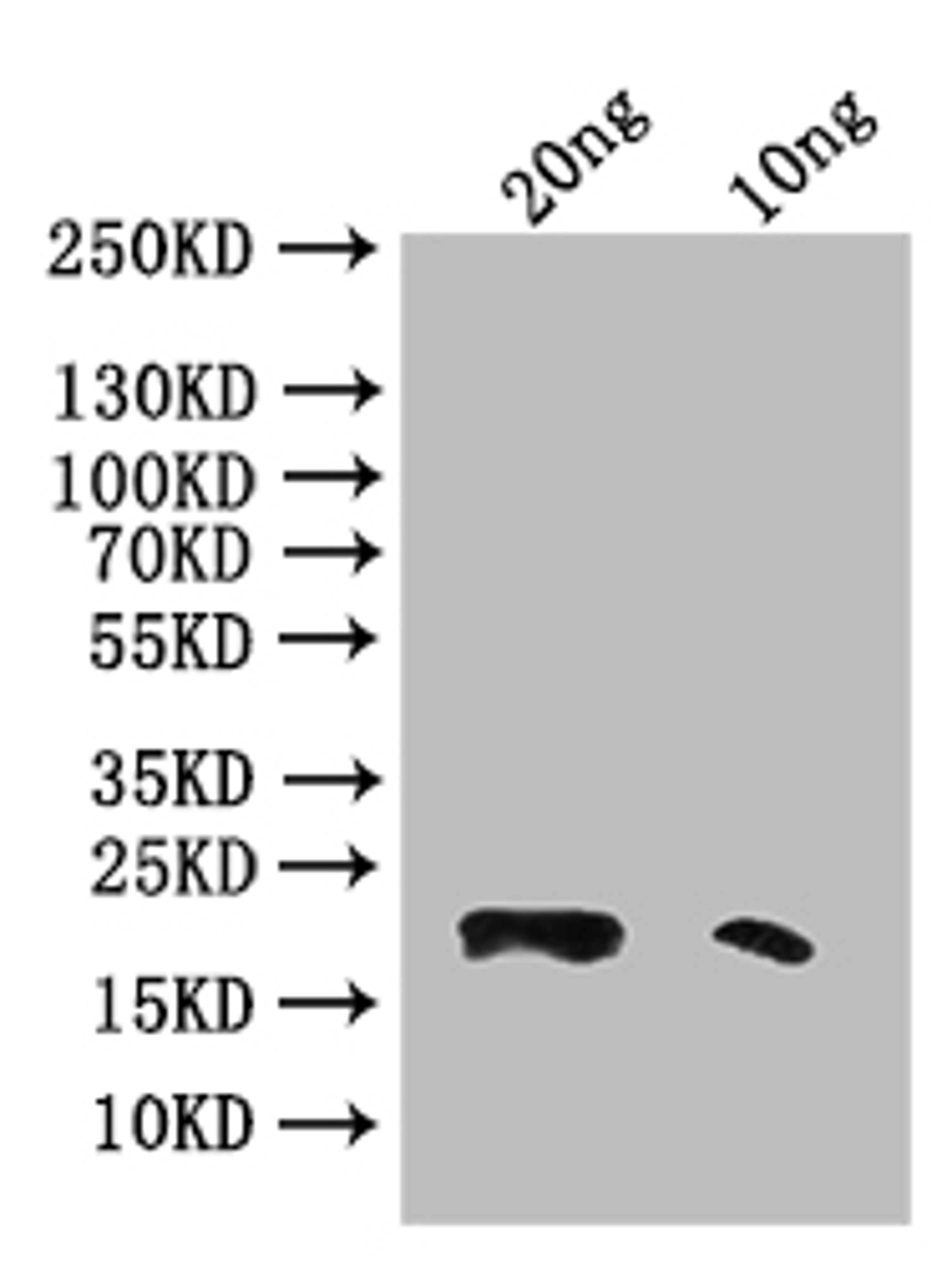 Western Blot. Positive WB detected in: recombinant protein. All lanes: Phospholipase A2 Antibody at 1:1000. Secondary. Goat polyclonal to rabbit IgG at 1/50000 dilution. Predicted band size: 20 kDa. Observed band size: 20 kDa. 
