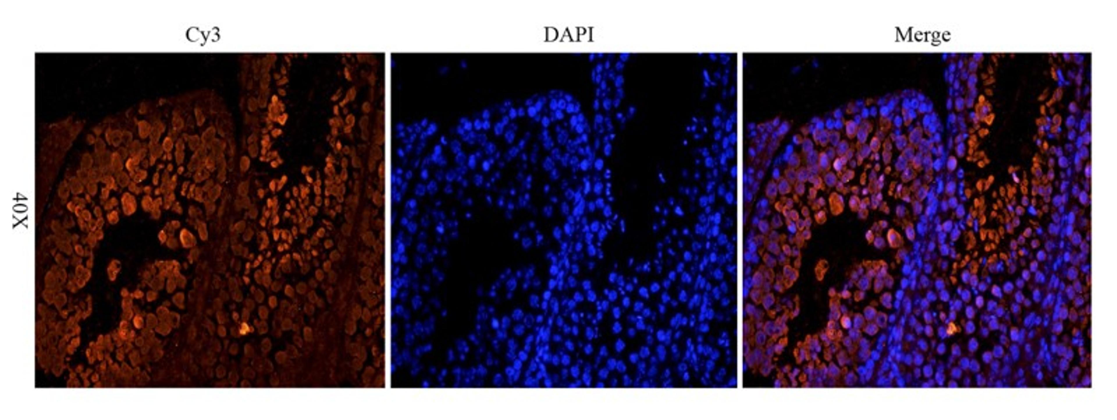 Immunofluorescence analysis of mouse testis tissue using OPG antibody (dilution of primary antibody - 1:200)