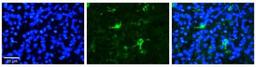 Immunocytochemistry: FBXW7/Cdc4 Antibody [NBP1-59631] - Formalin Fixed Paraffin; Embedded Tissue: Human Pineal Tissue; Observed Staining: Cytoplasmic in cell bodies and processes of pinealocytes; Primary Antibody Concentration: 1:100