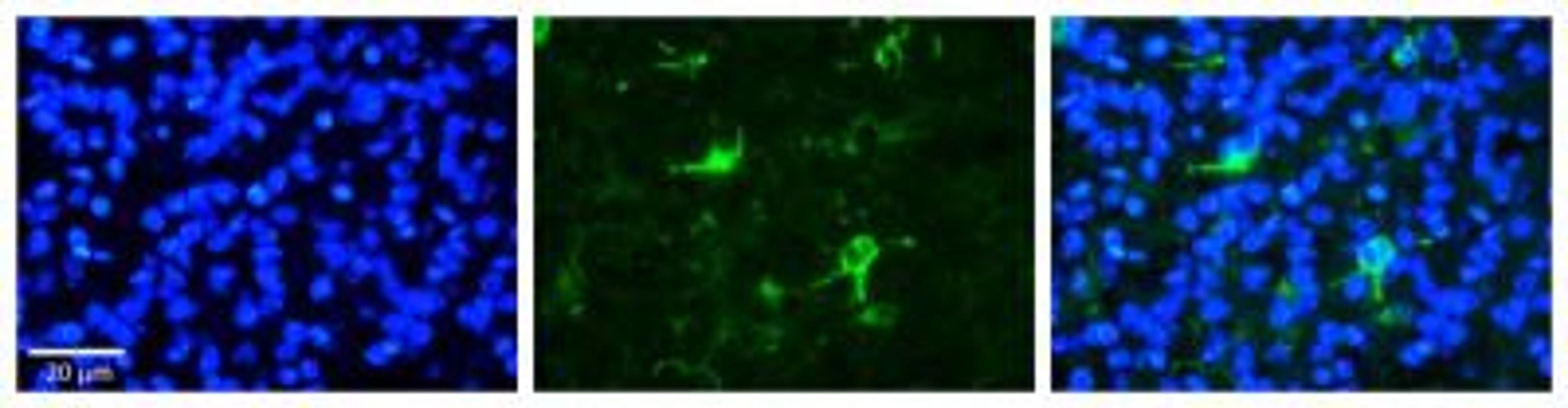 Immunocytochemistry: FBXW7/Cdc4 Antibody [NBP1-59631] - Formalin Fixed Paraffin; Embedded Tissue: Human Pineal Tissue; Observed Staining: Cytoplasmic in cell bodies and processes of pinealocytes; Primary Antibody Concentration: 1:100