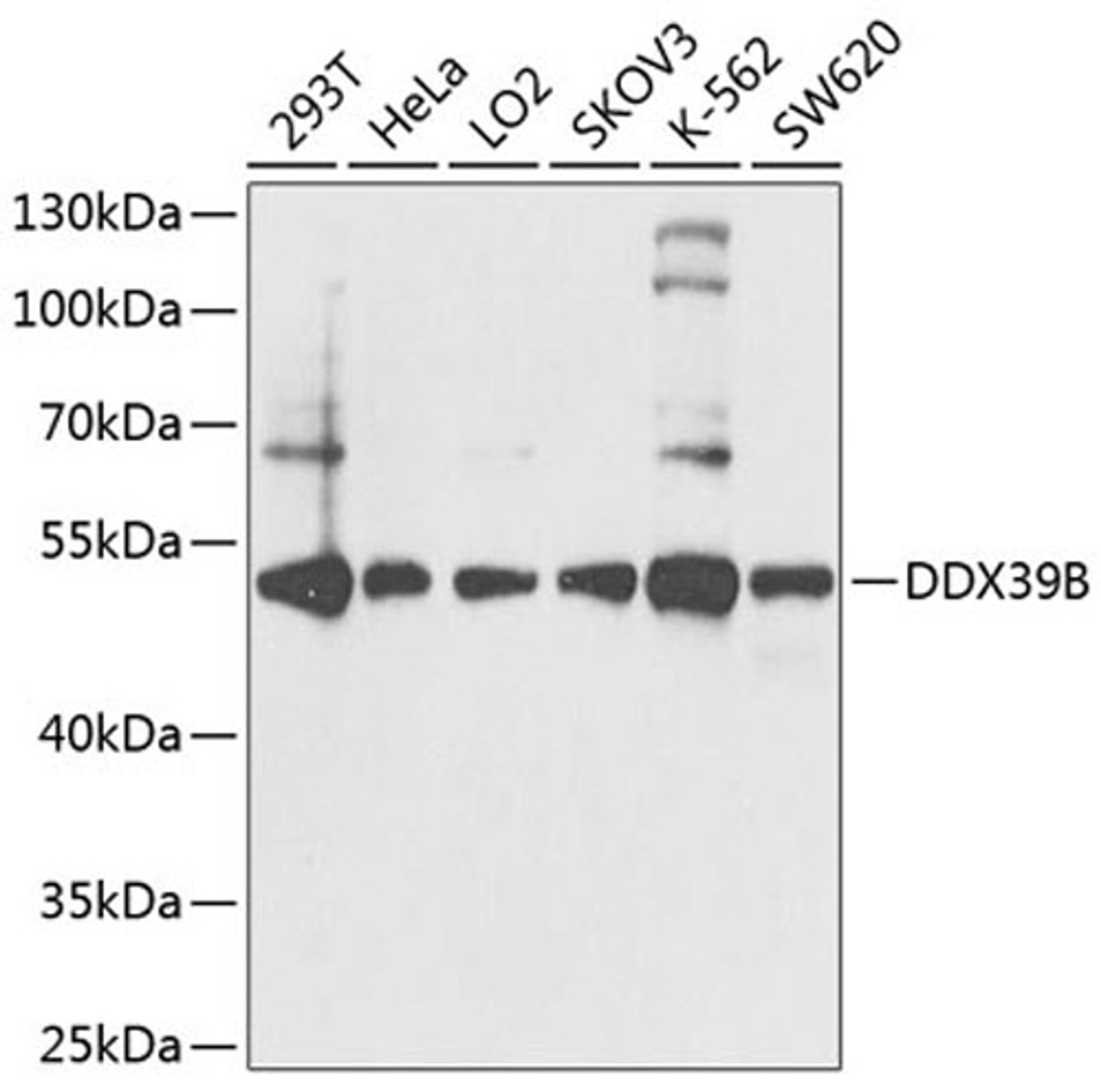 Western blot - DDX39B antibody (A8356)