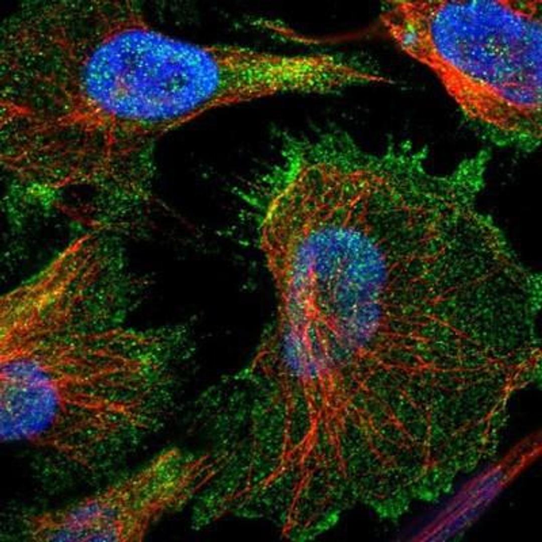 Immunocytochemistry/Immunofluorescence: Utrophin Antibody [NBP1-84074] - Staining of human cell line U-251MG shows positivity in nucleus but not nucleoli & plasma membrane.