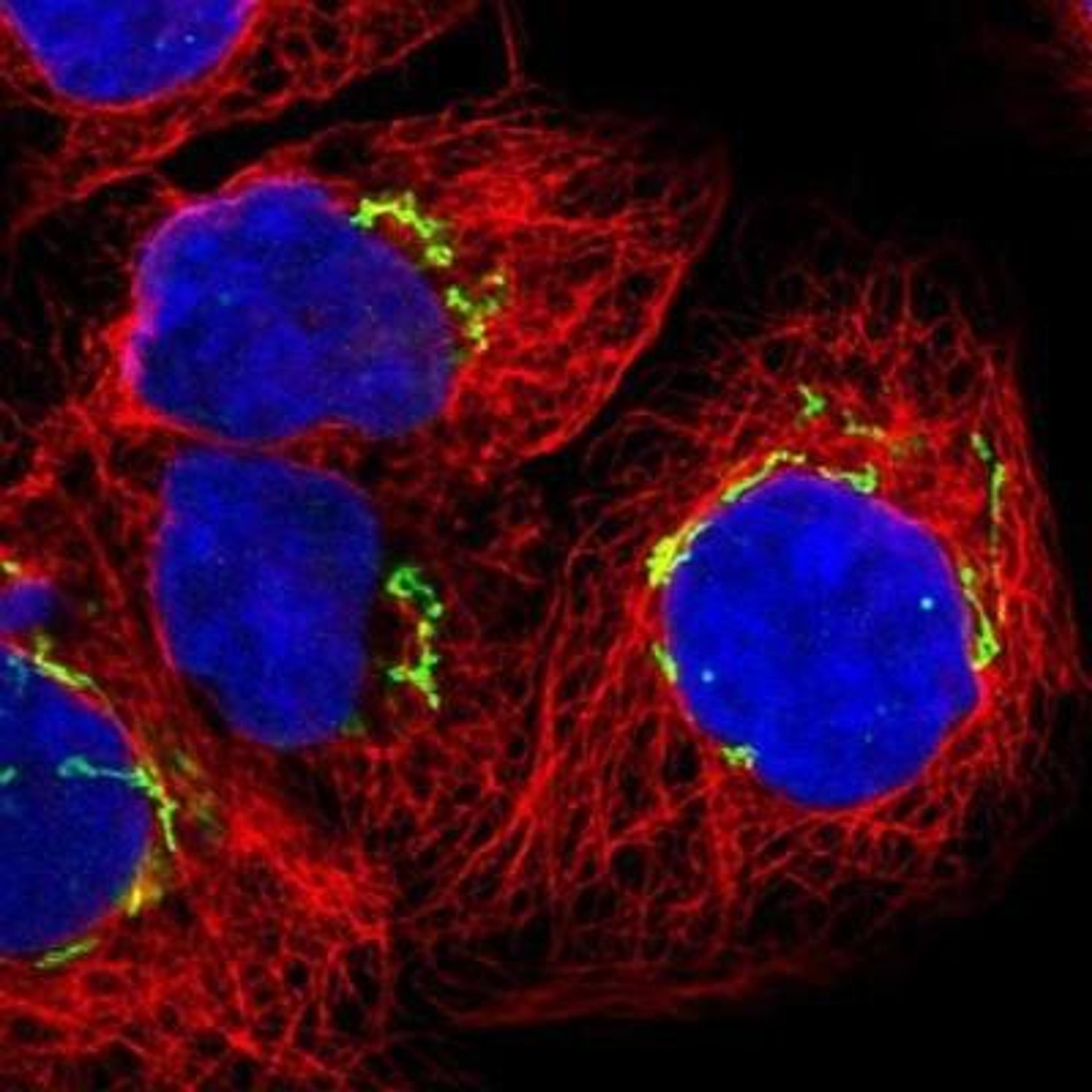 Immunocytochemistry: GM130/GOLGA2 Antibody [NBP1-89757] - Staining of human cell line A-431 shows positivity in golgi apparatus.