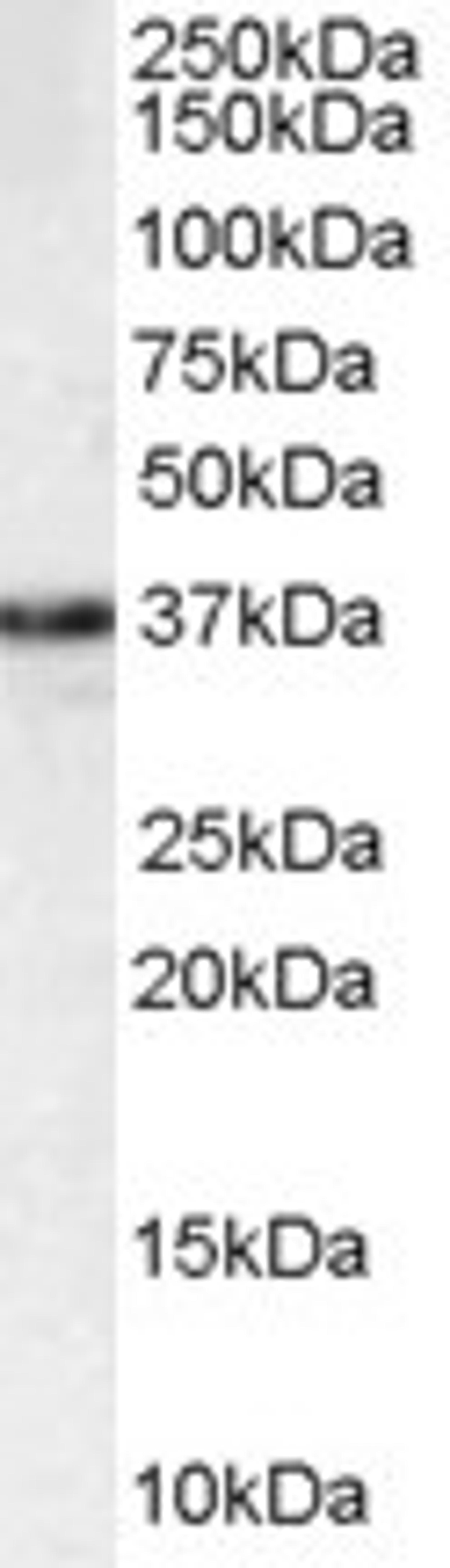 45-897 staining (1ug/ml) of HEK293 lysate (RIPA buffer, 35ug total protein per lane). Primary incubated for 1 hour. Detected by western blot using chemiluminescence.