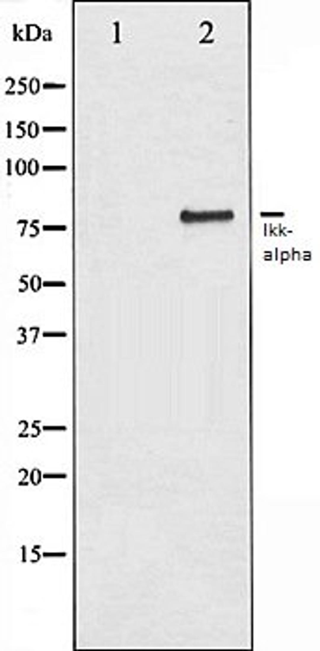 Western blot analysis of 293 whole cell lysates using IKK-alpha antibody, The lane on the left is treated with the antigen-specific peptide.