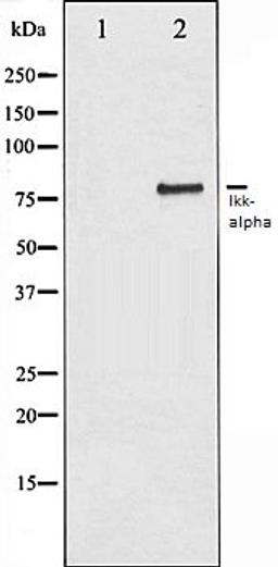 Western blot analysis of 293 whole cell lysates using IKK-alpha antibody, The lane on the left is treated with the antigen-specific peptide.