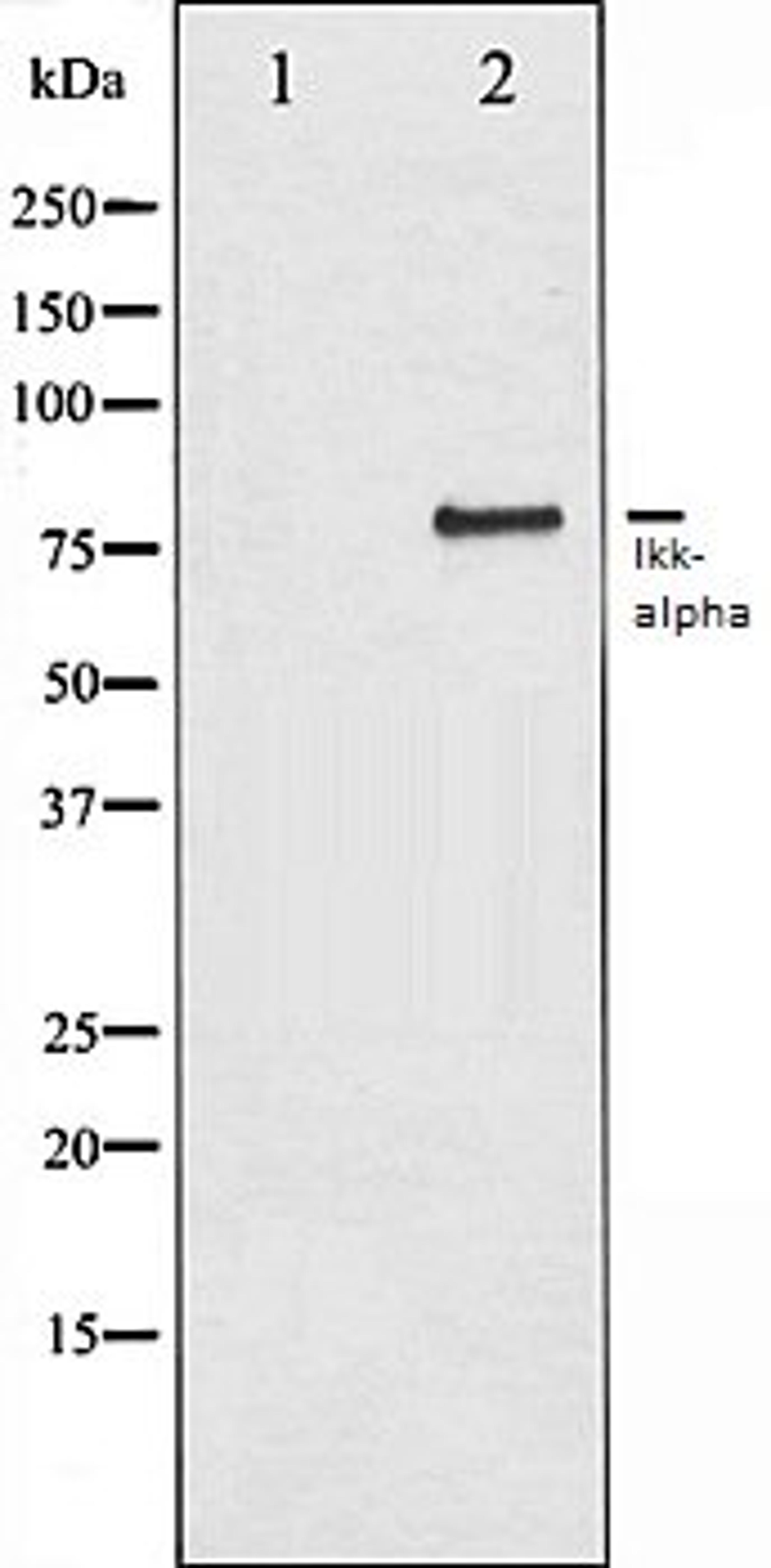 Western blot analysis of 293 whole cell lysates using IKK-alpha antibody, The lane on the left is treated with the antigen-specific peptide.