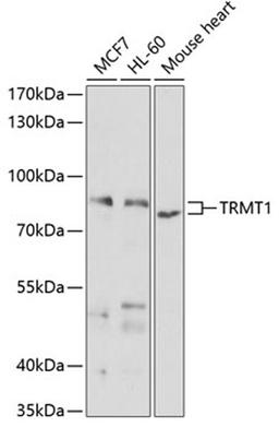 Western blot - TRMT1 antibody (A7116)