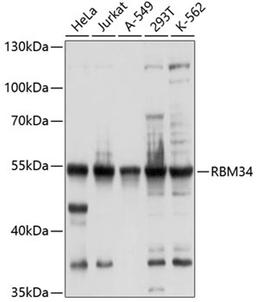 Western blot - RBM34 antibody (A10139)