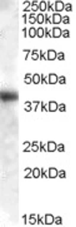 45-690 (0.01ug/ml) staining of Human Liver lysate (35ug protein in RIPA buffer). Primary incubation was 1 hour. Detected by chemiluminescence.