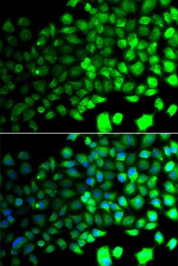 Immunofluorescence - AMPKa2 antibody (A14052)