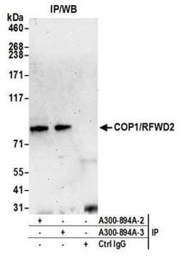 Detection of human COP1/RFWD2 by western blot of immunoprecipitates.