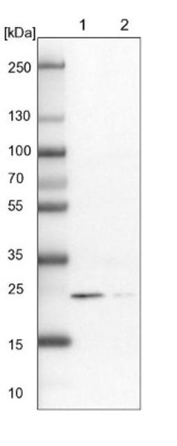 Western Blot: RAB31 Antibody [NBP1-80859] - Lane 1: NIH-3T3 cell lysate (Mouse embryonic fibroblast cells)<br/>Lane 2: NBT-II cell lysate (Rat Wistar bladder tumour cells)