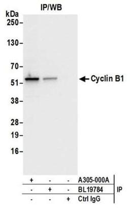 Detection of human Cyclin B1 by western blot of immunoprecipitates.