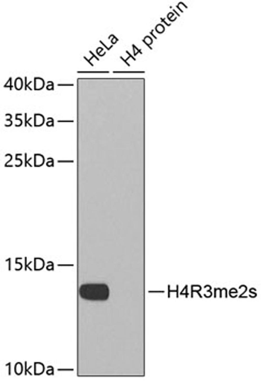 Western blot - Symmetric DiMethyl-Histone H4-R3 antibody (A3159)