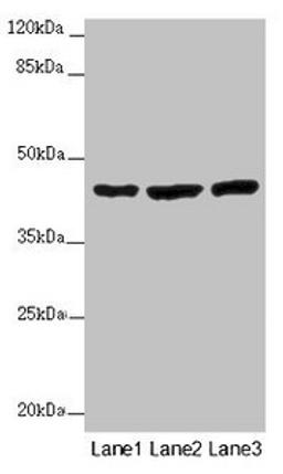Western blot. All lanes: MTERF4 antibody at 2 ug/ml. Lane 1: Mouse kidney tissue. Lane 2: HL60 whole cell lysate. Lane 3: A549 whole cell lysate. Secondary. Goat polyclonal to rabbit IgG at 1/10000 dilution. Predicted band size: 44 kDa. Observed band size: 44 kDa. 