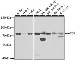 Western blot - ATG7 antibody (A0691)