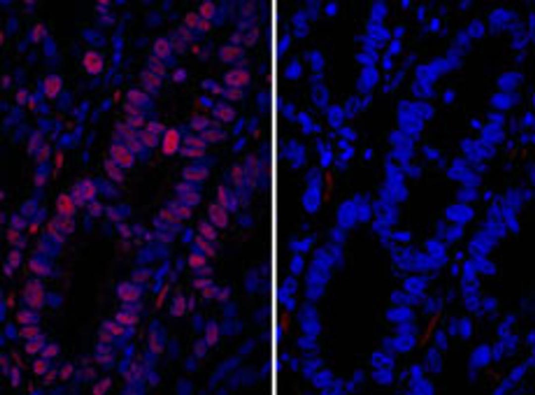 Detection of human MCM3 by immunofluorescence.