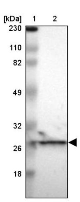 Western Blot: PCMT1 Antibody [NBP1-85806] - Lane 1: Marker [kDa] 230, 110, 82, 49, 32, 26, 18<br/>Lane 2: Human cell line RT-4